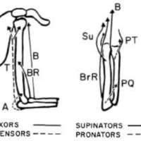 http://www.oandplibrary.org/al/images/1955_03_004/tmp482-10.jpg