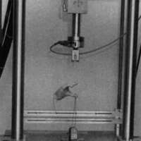 http://www.oandplibrary.org/cpo/images/1987_04_235/1987_04_235-04.jpg
