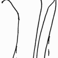 http://www.oandplibrary.org/cpo/images/1988_02_081/1988_02_081-10.jpg
