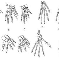 http://www.oandplibrary.org/al/images/1955_02_004/1955-MayOCRBatch-3.jpg