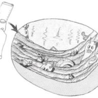 http://www.oandplibrary.org/al/images/1956_01_004/spring56-03.jpg