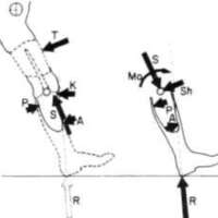 http://www.oandplibrary.org/al/images/1962_02_016/tmp624-7.jpg