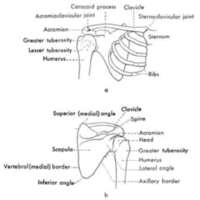 http://www.oandplibrary.org/al/images/1955_03_004/tmp482-6.jpg
