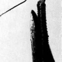 http://www.oandplibrary.org/al/images/1967_02_005/aut67-03.jpg