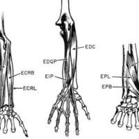 http://www.oandplibrary.org/al/images/1955_02_022/1955-MayOCRBatch-20.jpg