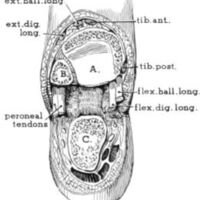 http://www.oandplibrary.org/al/images/1961_01_004/a012.jpg