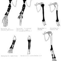 http://www.oandplibrary.org/al/images/1966_01_024/sp66c-006.jpg