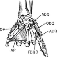 http://www.oandplibrary.org/al/images/1955_02_022/1955-MayOCRBatch-22.jpg