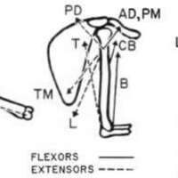 http://www.oandplibrary.org/al/images/1955_03_004/tmp482-8.jpg