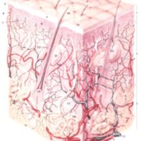 http://www.oandplibrary.org/al/images/1956_01_004/spring56-02.jpg